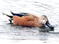 Red Shoveler